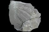 Bargain Dalmanites Trilobite - New York #99062-1
